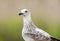 Pontische Meeuw, Caspian Gull, Larus cachinnans