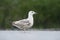 Pontische Meeuw, Caspian Gull, Larus cachinnans