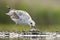 Pontische Meeuw, Caspian Gull, Larus cachinnans