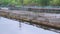 Pontoon sturgeon fish farm on a fresh water river