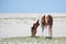 Pony on beach eating grass