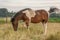 Pony bothered by flies in a pasture