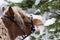 Pony in a Christmas red cap in the snow in the woods