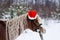 Pony in a Christmas red cap in the snow in the woods