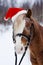 Pony in a Christmas red cap in the snow in the woods