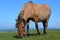 Pony in Dartmoor National Park, Devon