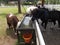 Pony drinking in the stable. long hair pony horse drinking from a water trough