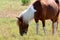 Pony eating grass