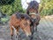 Pony at the farmhouse. Two brown ponies. Little horses.