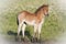 Pony foal