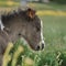 Pony foal