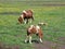 Pony foal horses grazing in meadow