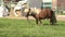 Pony grazes and eats grass on farm on green lawn