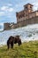 A pony grazes in the garden of the castle of montenovo