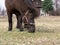 Pony grazes on a lawn in nature in spring