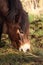 Pony grazing