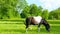 Pony grazing in a meadow