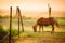 Pony grazing on meadow