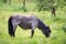 A pony is grazing on the meadow, animal farm in springtime, ranch with horses, countryside