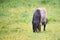 A pony is grazing on the meadow, animal farm in springtime, ranch with horses, countryside