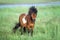 Pony on green grass in sunlight