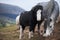 Pony on Hay bluff brecon beacons national park