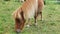 Pony horse. cute red horse grazing in the paddock.Pony nibbles grass close-up. Pony farm in Lungau, Austria