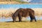Pony horse eating grass at Doxa lake in Greece.