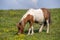 Pony horse grazing in a meadow