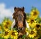 Pony horse head portrait with wildflowers meadow and blue sky