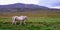 Pony horse Iceland hill mountain grass