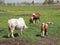 Pony horses grazing in meadow