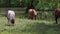 Pony horses on pasture