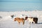 Pony horses standing in winter