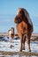 Pony horses standing in winter