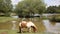 Pony Janes Moor lake New Forest Hampshire England UK