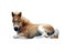 Pony, little horse png, on white background