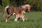 Pony mare with little foal