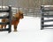 Pony named Brownie peeking around the gate
