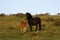 Pony with New Born Foal