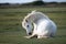 Pony on Northam Burrows in North Devon