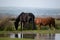 Pony on Northam Burrows in North Devon