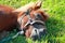 Pony resting on the grass