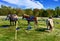 Pony ride at fall festival in Maine