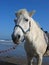 Pony rides by the sea