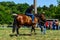 Pony riding on peasant fair