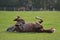 Pony rolling in his field