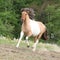 Pony running on pasturage in hot summer