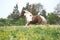 Pony running in yellow flowers on pasturage