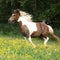 Pony running in yellow flowers on pasturage